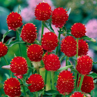 Gomphrena haageana - Strawberry Fields - Rouge intense pour massifs et bouquets - Gomphrena haageana