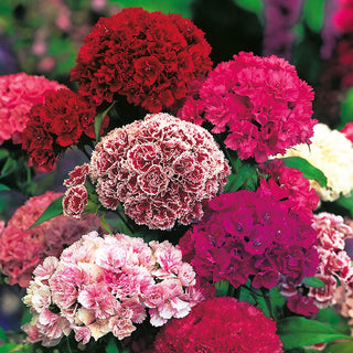 Oeillet de Poète Nain - Pinocchio - Double Mélange - Fleurs doubles en version naine - Dianthus barbatus