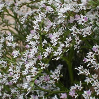 Statice de Tartarie - Vivace et parfait pour les bouquets secs - Limonium tataricum