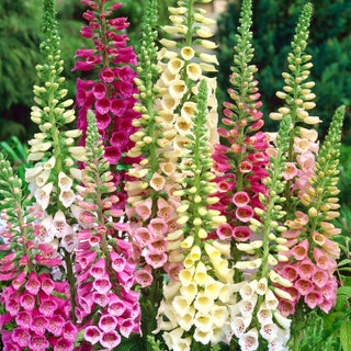 Digitale - Gloxiniaeflora Mélange - Inflorescences majestueuses, charme naturel - Digitalis purpurea