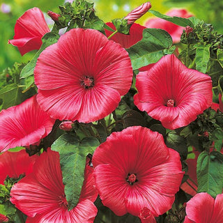 Lavatère - Ruby Regis - Grandes fleurs spectaculaires pour massifs - Lavatera trimestris - Graines Premium