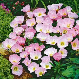Onagre Rose - Floraison abondante et prolongée, parfum délicat - Oenothera speciosa - Graines Premium