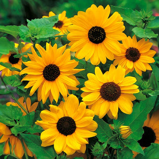 Tournesol - Stella - Accent unique des jardins rustiques - Helianthus debilis