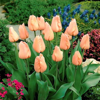 Tulipe - Apricot - Tulipa - Charme subtil des fleurs pastel - 5 bulbes