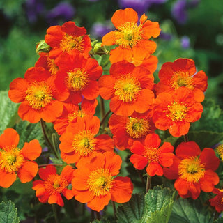 Benoîte orangée - Joaillier écarlate des massifs - Geum coccineum - Graines Premium