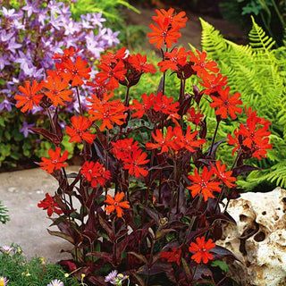 Silène - Vesuvius - Couleur intense des pétales - Lychnis arkwrightii - Graines Premium
