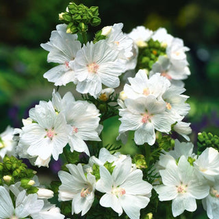 Mauve Musquée - Blanc - Délicate, légère et à floraison prolongée - Malva moschata - Graines Premium