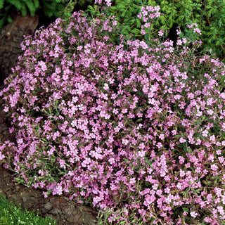 Saponaire de Montpellier - Fleurs parfumées aux tons pastel - Saponaria ocymoides - Graines Premium