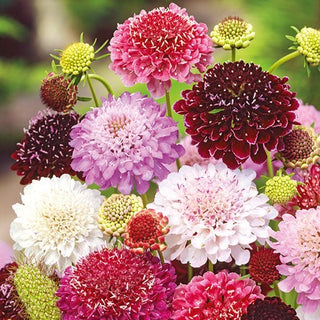 Scabieuse Pourpre - Mélange - Mélange spectaculaire de vivaces - Scabiosa atropurpurea - Graines Premium