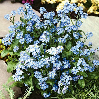 Blue Alpine Forget-Me-Not - Charming Decoration for Borders and Rockeries - Myosotis alpestris - Premium Seeds