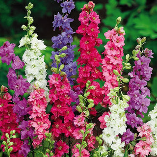 Pied D'alouette - Fleurs de Jacinthe - Grande Mélange - Tiges élancées, spectaculaire en massifs - Delphinium ajacis