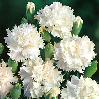 Oeillet des fleuristes - Grenadin White - Résistante aux conditions variables - Dianthus caryophyllus