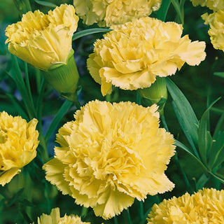 Oeillet des fleuristes - Marie Chabaud - Oeillet jaune pâle, parfait comme fleur à couper - Dianthus caryophyllus