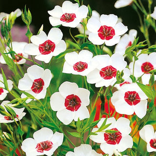 Lin à grandes fleurs - Blanc avec centre Rouge - Facile à cultiver, spectaculaire - Linum grandiflorum - Graines Premium