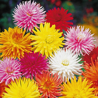 Dahlia - Cactus Mélange - Fleurs aux pétales extraordinaires - Dahlia pinnata - Graines Premium