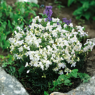 Pied d'alouette de Chine Blanc - Inflorescences spectaculaires, vivace résistante au froid - Delphinium grandiflorum