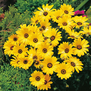 Dimorphothéca sinuata - Jaune - Idéale pour les endroits secs et ensoleillés - Dimorphotheca sinuata - Graines Premium
