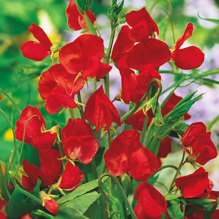 Pois de Senteur - Écarlate - Accent écarlate pour pergola - Lathyrus odoratus