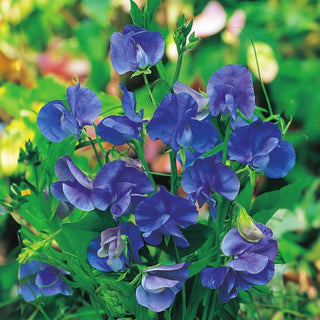 Pois de Senteur - Royal Navy Blue - Belles fleurs foncées pour massifs - Lathyrus odoratus