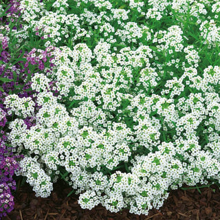 Alysse Odorant - Blanc - Petites fleurs blanches compactes en touffes - Lobularia maritima