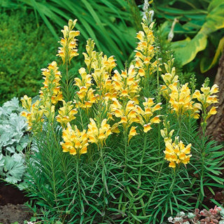 Linaire Commune - Beauté champêtre charmante - Linaria vulgaris - Graines Premium