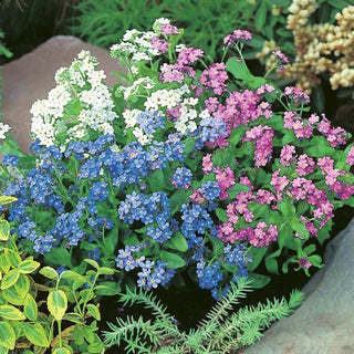 Alpine Forget-Me-Not - A Selection of Varieties - Charming Carpet of Colours That Attracts Attention - Myosotis Alpestris - Premium Seeds