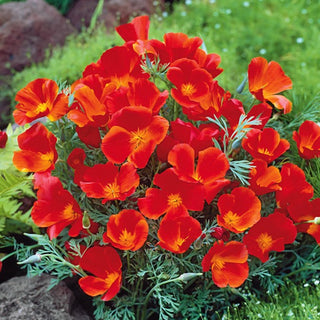 Eschscholzia de Californie - Red Chief - Couleur attrayante tout l’été - Eschscholzia californica