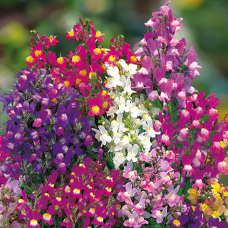 Linaire du Maroc - Tapis coloré pour le jardin d’été - Linaria maroccana - Graines Premium