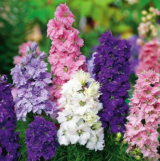 Pied D'alouette - Fleurs de Jacinthe - Nain Mélange - Plante compacte colorée vivace décorative - Delphinium ajacis