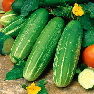 Concombre - Delikateß - Petits fruits juteux, précoce et très productif
