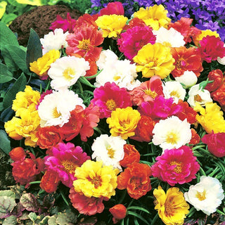 Moss-Rose Purslane - Colourful Carpet of Flowers, Ideal for Rockeries - Portulaca Grandiflora - Premium Seeds