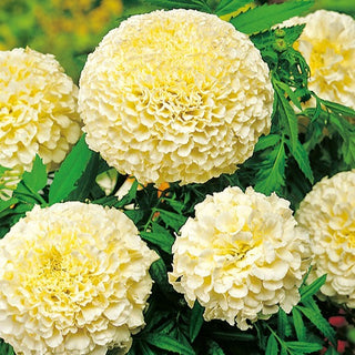 Rose d'Inde Nain - Eskimo - Fleurs doubles à la couleur élégante - Tagetes erecta