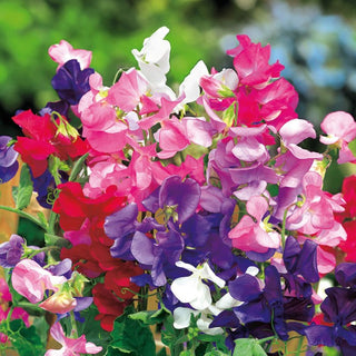 Pois de Senteur - Nain Mélange - Mélange idéal pour pots - Lathyrus odoratus