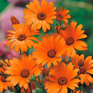 Dimorphothéca sinuata - Orange - Tolérante à la sécheresse et au soleil - Dimorphotheca sinuata - Graines Premium