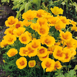 Eschscholzia de Californie - Golden West - Fleurs dorées et floraison prolongée - Eschscholzia californica