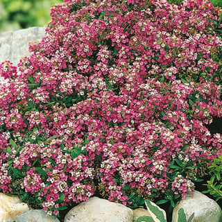 Alysse Odorant - Rose - Compacte au parfum de miel intense - Lobularia maritima