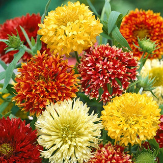 Gaillarde Jolie - Double Mélange - Fleurs doubles, intensément colorées - Gaillardia pulchella - Graines Premium