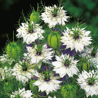 Nigelle de Damas - Blanc - Blanc aérien pour massifs et bouquets - Nigella damascena - Graines Premium