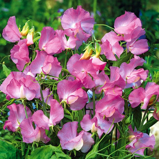 Pois de Senteur - Gwendoline - Grandes pétales ondulés - Lathyrus odoratus