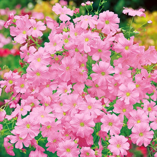 Gypsophile Elégant - Rose - Touche romantique pour les bouquets - Gypsophila elegans