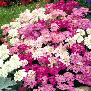 Iberis en Ombelle - Mélange - Annuel, compact et facile à cultiver - Iberis umbellata - Graines Premium