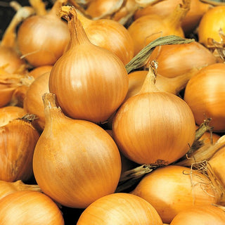 Oignon - Sochaczewska - Goût prononcé, incontournable dans toutes les cuisines - Très grand sachet - 500 g