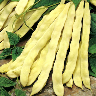 Haricot à rames - Goldmarie - Énormes gousses jaunes, charnues et totalement sans fil - Très grand sachet - 500 g
