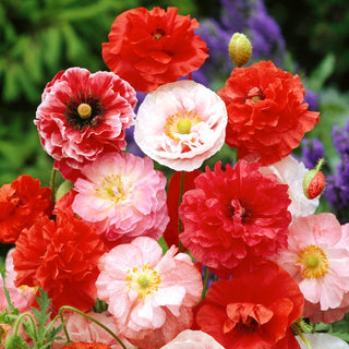 Coquelicot - Mélange - Léger, aérien, fleur romantique - Papaver rhoeas