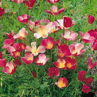 Eschscholzia de Californie - Carmine King - Couleur intense, parfaite pour les massifs - Eschscholzia californica