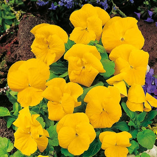 Pensée - Coronation Gold - Éclat doré dans chaque massif - Viola ×wittrockiana