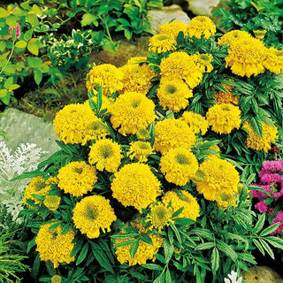 Rose d'Inde Nain - Cupido Jaune - Touche lumineuse dans votre jardin - Tagetes erecta