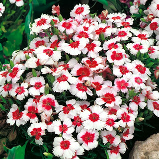 Oeillet de Chine - Merry Go-Round - Mélange joyeux pour tous les massifs - Dianthus chinensis