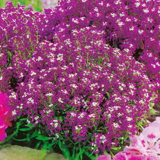 Alysse Odorant - Violet-bleu - Couvre-sols bas et compacts de petites fleurs - Lobularia maritima