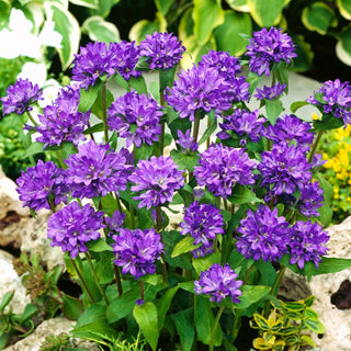 Clustered Bellflower Blue - Wonderful Decoration for Borders and Rockeries - Campanula glomerata - Premium Seeds